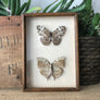 Double Vintage Butterfly Taxidermy #naturals