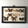 Large Vintage Butterfly Taxidermy Collection