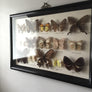 Large Vintage Butterfly Taxidermy Collection