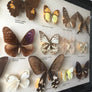 Large Vintage Butterfly Taxidermy Collection