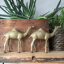mid century brass camel