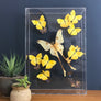 LARGE Vintage Butterfly Taxidermy / Art Work