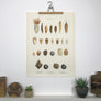 vintage_danish_botanical_chart_wall_seeds_fro_tavle_ellen_backe_1948