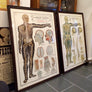 Vintage Framed Elementary Physiology Anatomical Chart 'No.3 Brain'