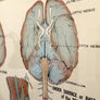 Vintage Framed Elementary Physiology Anatomical Chart 'No.3 Brain'