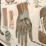 Vintage Framed Elementary Physiology Anatomical Chart 'No.3 Brain'