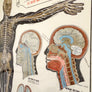 Vintage Framed Elementary Physiology Anatomical Chart 'No.3 Brain'