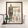 Vintage Framed Elementary Physiology Anatomical Chart 'No.3 Brain'