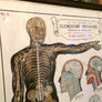 Vintage Framed Elementary Physiology Anatomical Chart 'No.3 Brain'