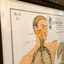 Vintage Framed Elementary Physiology Anatomical Chart 'No.5 Organs'