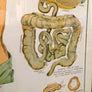 Vintage Framed Elementary Physiology Anatomical Chart 'No.5 Organs'