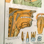 Vintage Framed Elementary Physiology Anatomical Chart 'No.5 Organs'
