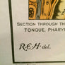 Vintage Framed Elementary Physiology Anatomical Chart 'No.5 Organs'