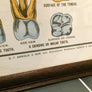 Vintage Framed Elementary Physiology Anatomical Chart 'No.5 Organs'