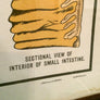 Vintage Framed Elementary Physiology Anatomical Chart 'No.5 Organs'