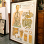 Vintage Framed Elementary Physiology Anatomical Chart 'No.5 Organs'