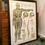 Vintage Framed Elementary Physiology Anatomical Chart 'No.1 Skeleton'