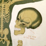 Vintage Framed Elementary Physiology Anatomical Chart 'No.1 Skeleton'
