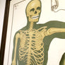 Vintage Framed Elementary Physiology Anatomical Chart 'No.1 Skeleton'