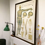 Vintage Framed Elementary Physiology Anatomical Chart 'No.1 Skeleton'