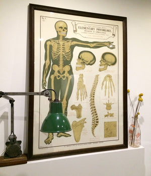 Vintage Framed Elementary Physiology Anatomical Chart 'No.1 Skeleton'