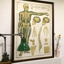 Vintage Framed Elementary Physiology Anatomical Chart 'No.1 Skeleton'