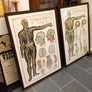 Vintage Framed Elementary Physiology Anatomical Chart 'No.1 Skeleton'