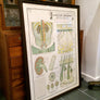 Vintage Framed Elementary Physiology Anatomical Chart 'No.8 Skin'