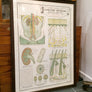 Vintage Framed Elementary Physiology Anatomical Chart 'No.8 Skin'