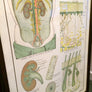 Vintage Framed Elementary Physiology Anatomical Chart 'No.8 Skin'
