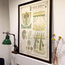 Vintage Framed Elementary Physiology Anatomical Chart 'No.8 Skin'