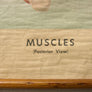 Vintage Human Muscular System (Posterior) Anatomy Chart
