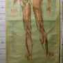 Vintage Human Muscular System (Posterior) Anatomy Chart