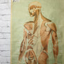 Vintage Human Muscular System (Posterior) Anatomy Chart