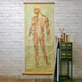 Vintage Human Muscular System (Posterior) Anatomy Chart