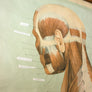 Vintage Human Muscular System (Posterior) Anatomy Chart