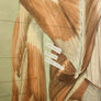 Vintage Human Muscular System (Posterior) Anatomy Chart