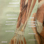 Vintage Human Muscular System (Posterior) Anatomy Chart