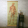 Vintage Human Muscular System (Anterior) Anatomy Chart