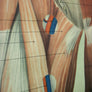 Vintage Human Muscular System (Anterior) Anatomy Chart