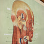 Vintage Human Muscular System (Anterior) Anatomy Chart