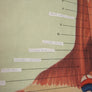 Vintage Human Muscular System (Anterior) Anatomy Chart