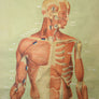 Vintage Human Muscular System (Anterior) Anatomy Chart