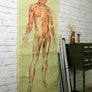 Vintage Human Muscular System (Anterior) Anatomy Chart