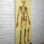 Vintage 1940s Human Skeleton Anatomy Chart