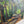 The Woodland Way - Belgian Vintage landscape oil painting