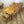vintage_ercol_cowhorn_449a_chairs