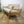 mid_century_ercol_vintage_daybed_studio_couch_model_355_sofa