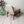 midcentury_greaves_&_thomas_armchairs_boucle