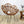 vintage_cane_french_flower_petal_chair